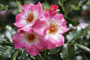 Rose Sorte Dolomiti (Rosa Sorte Dolomiti)