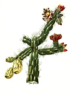 Rosea, Cylindropuntia imbricata subsp