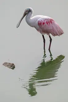 Roseate spoonbill (Ajaia ajaja)
