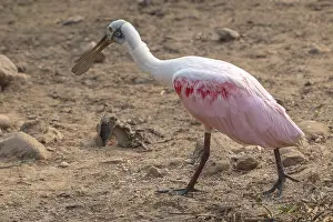 Roseate spoonbill (Ajaia ajaja)