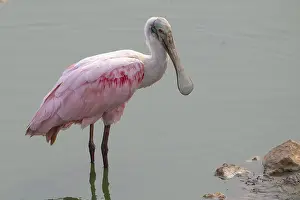 Roseate spoonbill (Ajaia ajaja)