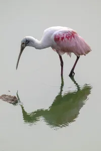 Roseate spoonbill (Ajaia ajaja)