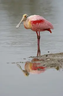 Roseate Spoonbill (Ajaia ajaja)