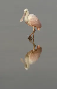 Roseate Spoonbill (Ajaia ajaja)