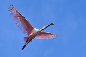 Roseate spoonbill (Ajaja ajaja)