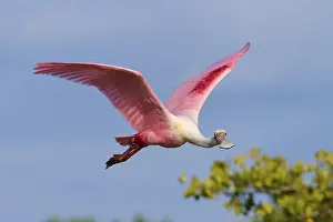 Roseate spoonbill (Ajaja ajaja)