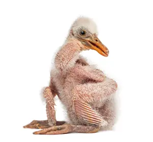 Roseate Spoonbill chick, Platalea Ajaja, 10 days