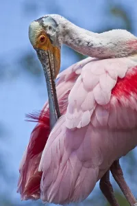 Roseate spoonbill (Platalea ajaja)