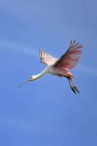 Roseate spoonbill (Platalea ajaja)