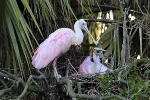 Roseate spoonbill (Platalea ajaja)