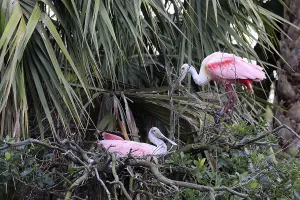 Roseate spoonbill (Platalea ajaja)