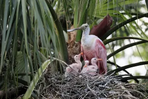 Roseate spoonbill (Platalea ajaja)