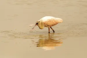 Roseate spoonbill (Platalea ajaja)