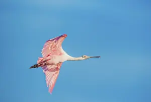 Roseate Spoonbill (Platalea ajaja) in flight