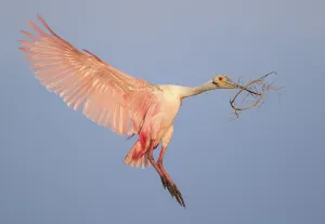 Roseate Spoonbill (Platalea ajaja) flying with nesting material in beak