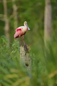 A Roseate Spoonbill standing on a tree stump in the jungle