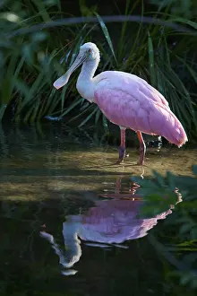 Roseate spoonbill standing in water with soft reflection