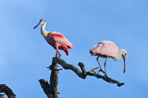 Two roseate spoonbills with pink plumage standing on a branch in front of a clear sky
