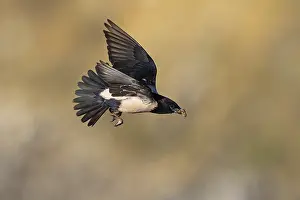 Roseate starling (Pastor roseus)