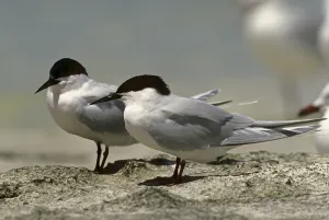 Roseate Tern (Sterna dougallii)
