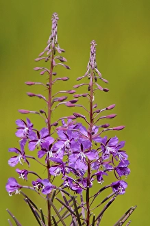 Rosebay willowherb, Fireweed (Epilobium angustifolium)