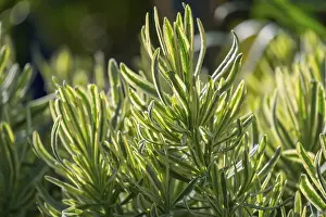 Rosemary (Rosmarinus officinales)