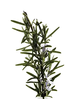 Rosemary (Rosmarinus officinalis) sprig