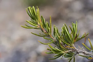 Rosemary (Salvia rosmarinus), growing at Mount La Talaia del Montmell at evening