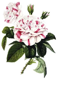 Rosier hybride remontant, remontant hybrid rose, plant and flower, digitally reworked reproduction of an original from the 19th century
