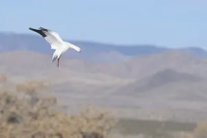 Ross's Goose (Anser rossii) landing