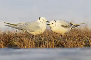 Ross's Gull (Rhodostethia rosea) on the tundra in Northern Alaska Ross's Gull (Rhodostethia rosea)