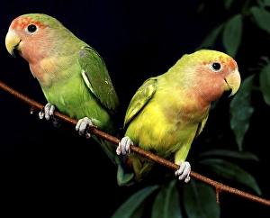 Rosy Faced Lovebird (agapornis roseicollis)