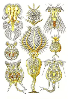 Rotatoria, rotifers, rotifers are 0