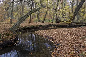 Rotbach, near-natural stream, beech forest