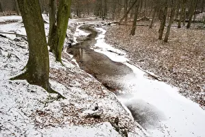 Rotbach, near-natural stream, beech forest
