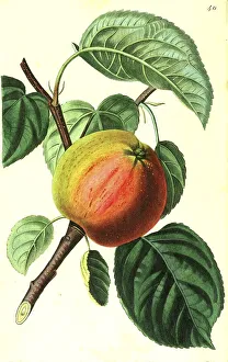 Rother Jacobs Apple, Yellow Jacobs Apple