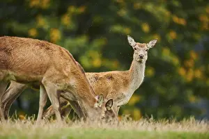 Rothirsch (Cervus elaphus) Hirschkuh in den Alpen