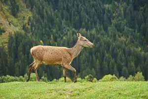 Rothirsch (Cervus elaphus) Hirschkuh in den Alpen