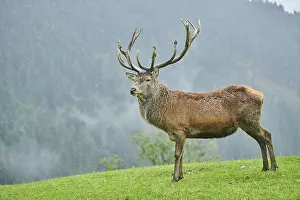 Rothirsch (Cervus elaphus) Maennchen bei der Brunft in den Alpen