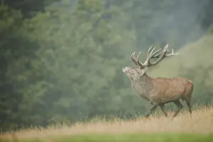Rothirsch (Cervus elaphus) Maennchen in der Brunft