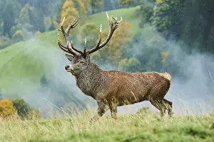 Rothirsch (Cervus elaphus) Maennchen in der Brunft