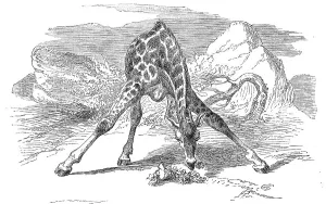Rothschild's giraffe (Giraffa camelopardalis rothschildi)