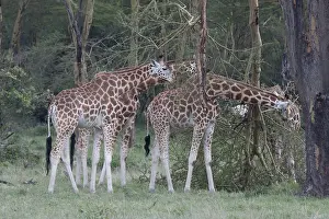 Rothschild's giraffes feeding<br> Rothschild's giraffes feeding