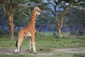 Rothschild's Giraffes (Giraffa camelopardalis rothschildi)