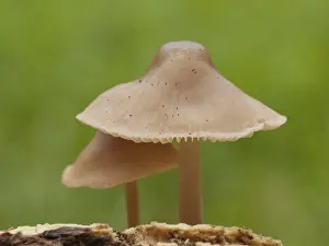 Rotlinge (Entoloma)<br> Rtlinge (Entoloma)
