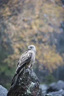 Rotmilan, red kite, Milvus milvus