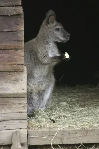 Rotnackenwallaby