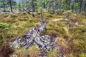 Rotten fallen tree on a bog with coniferous trees in autumn