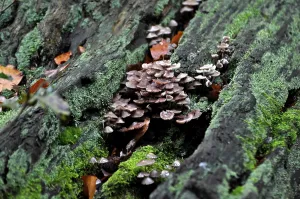 Rotten tree stump in the forest