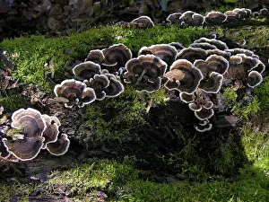 Rotting tree trunk with moss and tree fungus in the forest